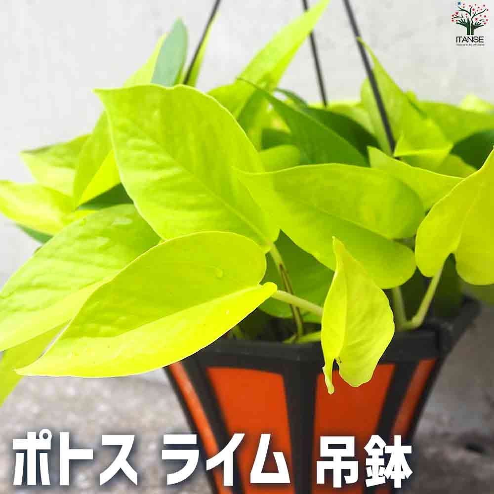 ポトス  ライム 【観葉植物 吊鉢5号】