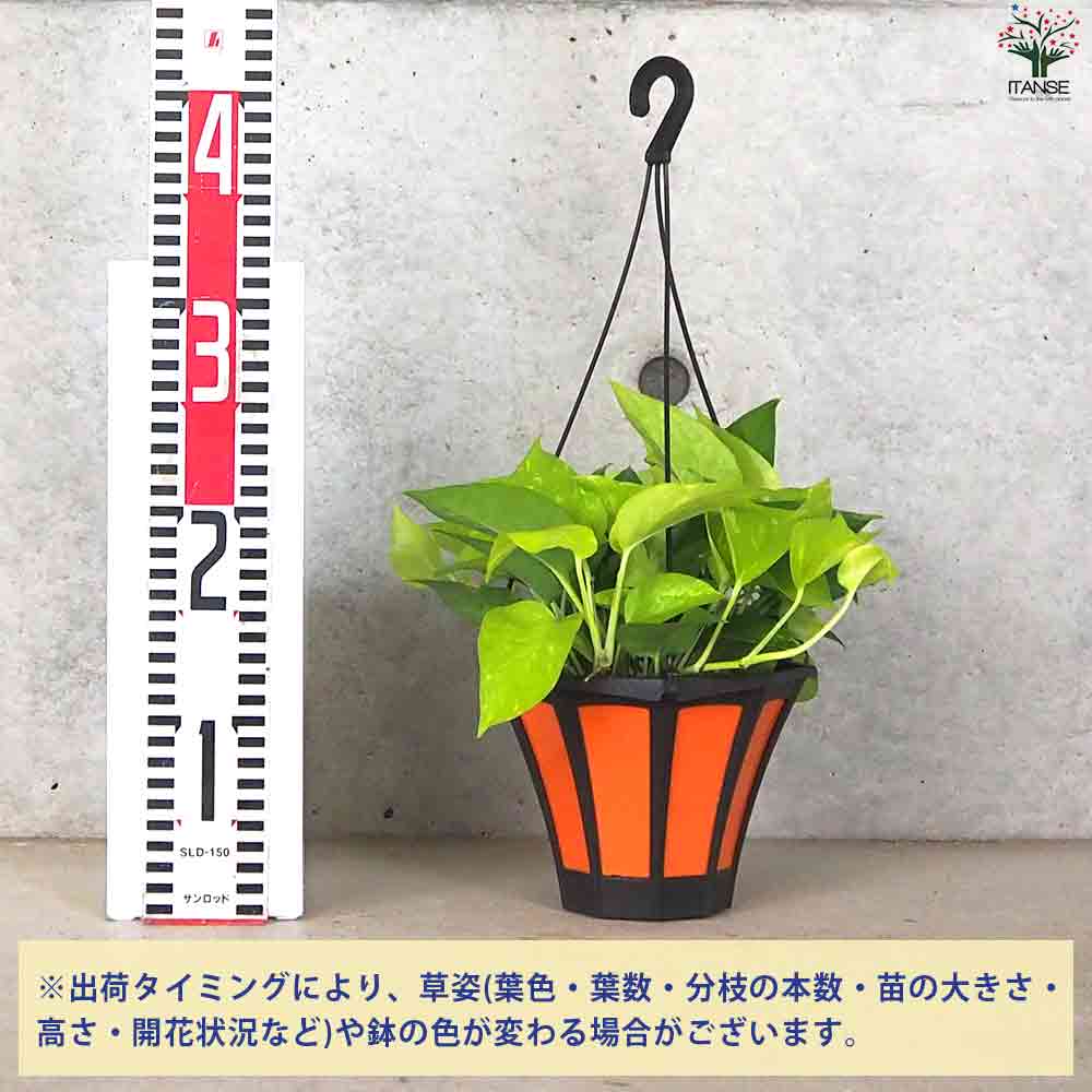 ポトス  ライム 【観葉植物 吊鉢5号】