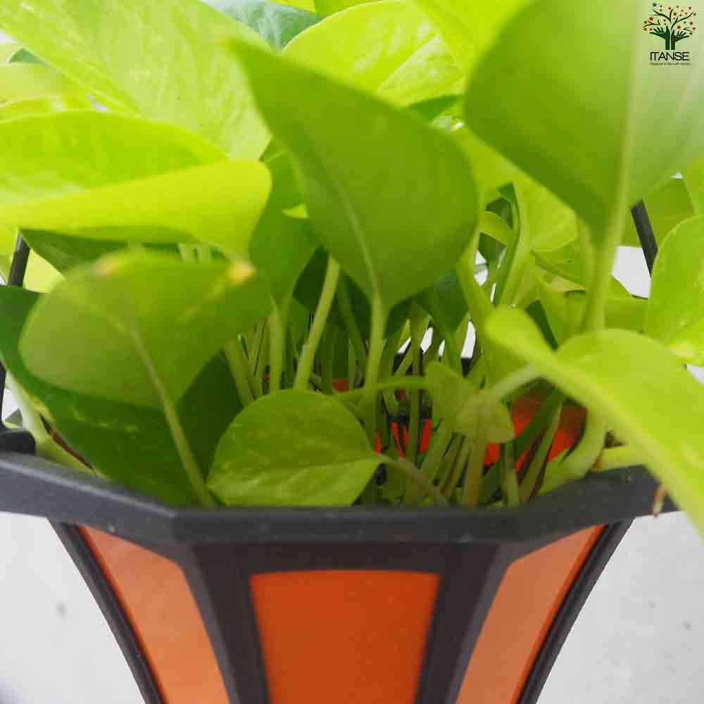 ポトス  ライム 【観葉植物 吊鉢5号】