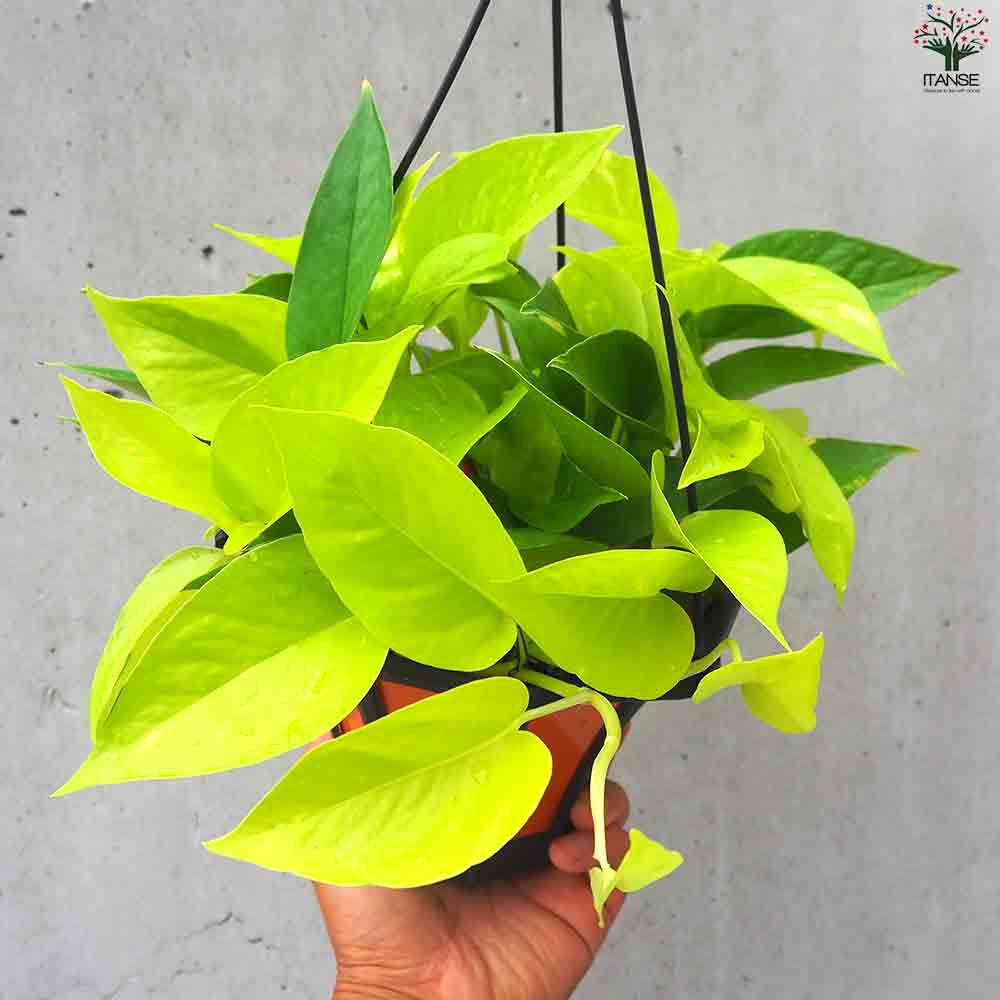ポトス  ライム 【観葉植物 吊鉢5号】