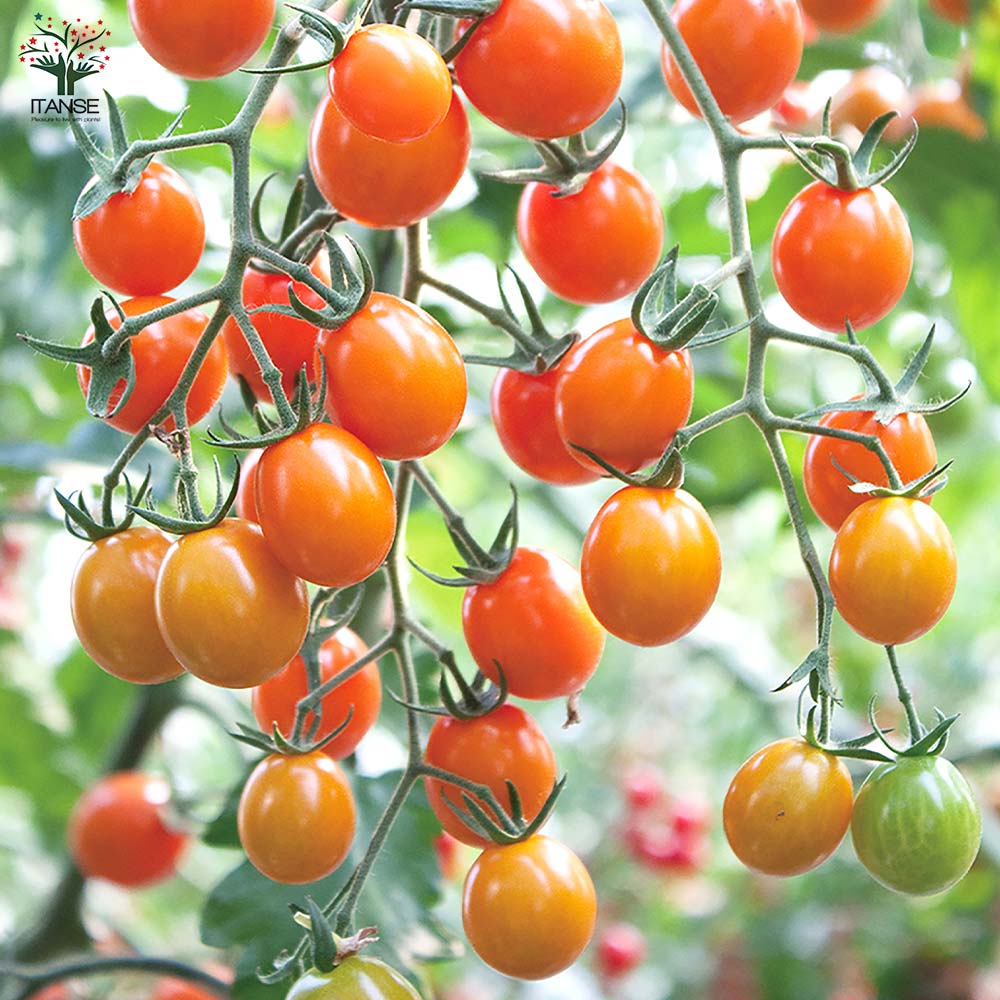 ミニトマトの苗 極甘ピッコラルージュ2個 ピッコラカナリア2個 お買い得4個セット【野菜の苗 10.5cmポット 自根苗】