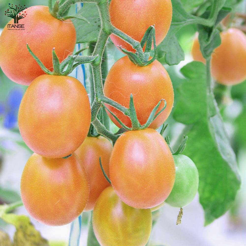 ミニトマトの苗 極甘ピッコラルージュ2個 ピッコラカナリア2個 お買い得4個セット【野菜の苗 10.5cmポット 自根苗】