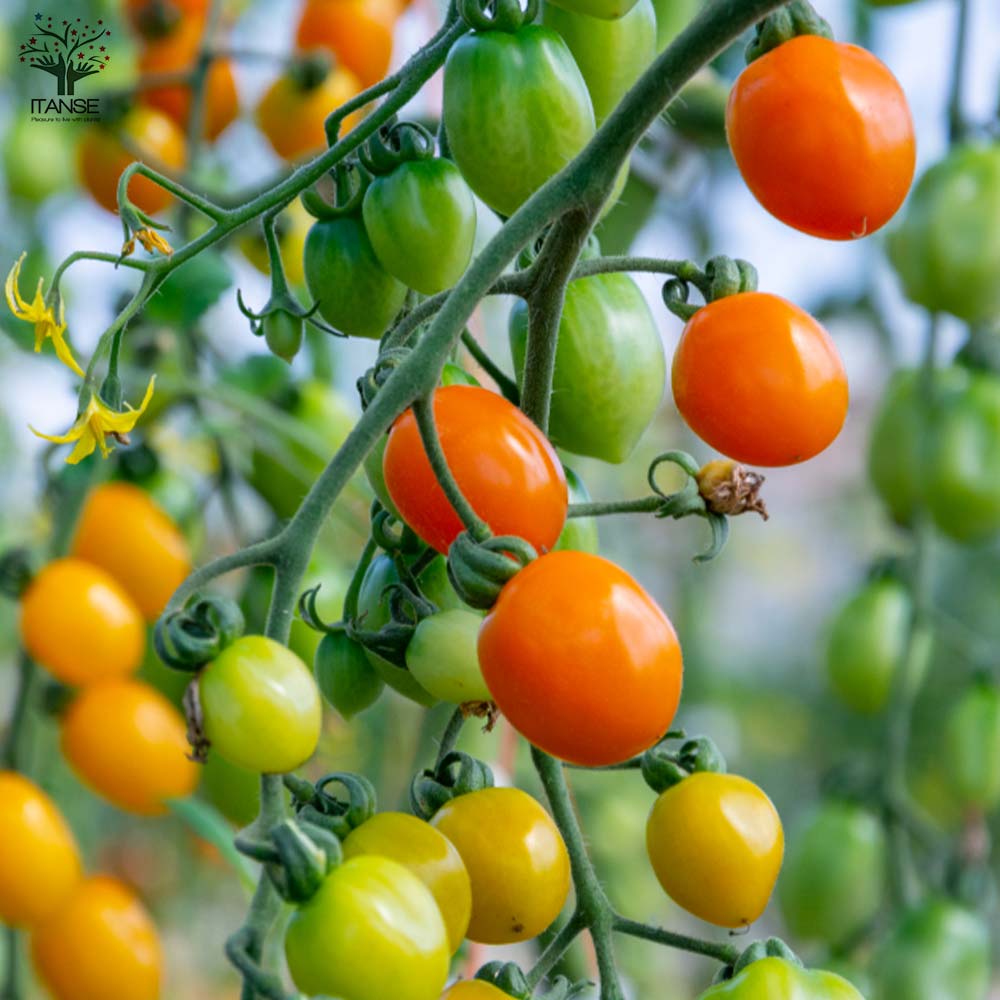 ミニトマトの苗 極甘ピッコラルージュ2個 ピッコラカナリア2個 お買い得4個セット【野菜の苗 10.5cmポット 自根苗】