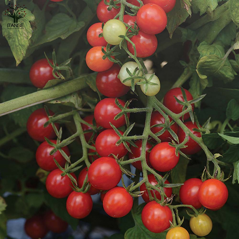 ミニトマトの苗 極甘ピッコラルージュ2個 ピッコラカナリア2個 お買い得4個セット【野菜の苗 10.5cmポット 自根苗】