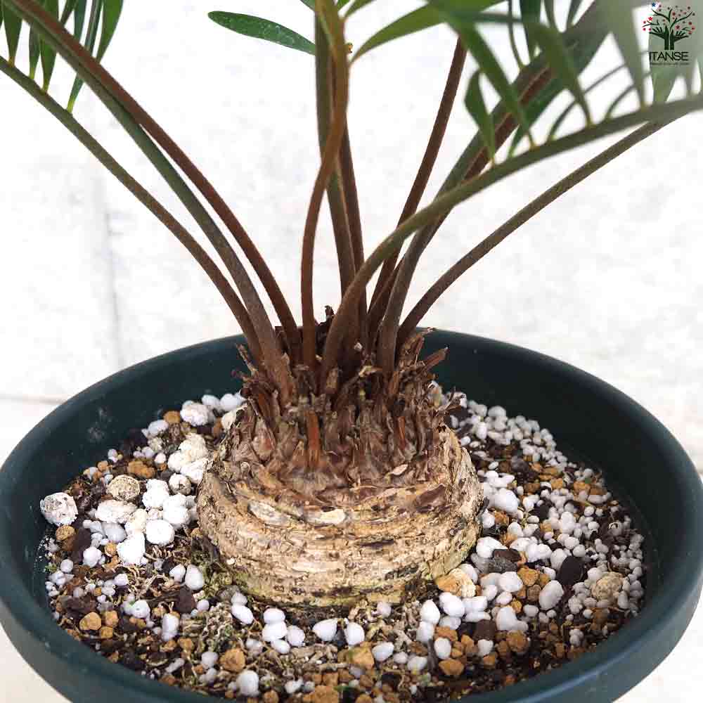 ザミア　フロリダーナ　７号鉢つき　3頭❗ 楽天市場】【現品発送】ザミア フロリダーナ 7号セラアート