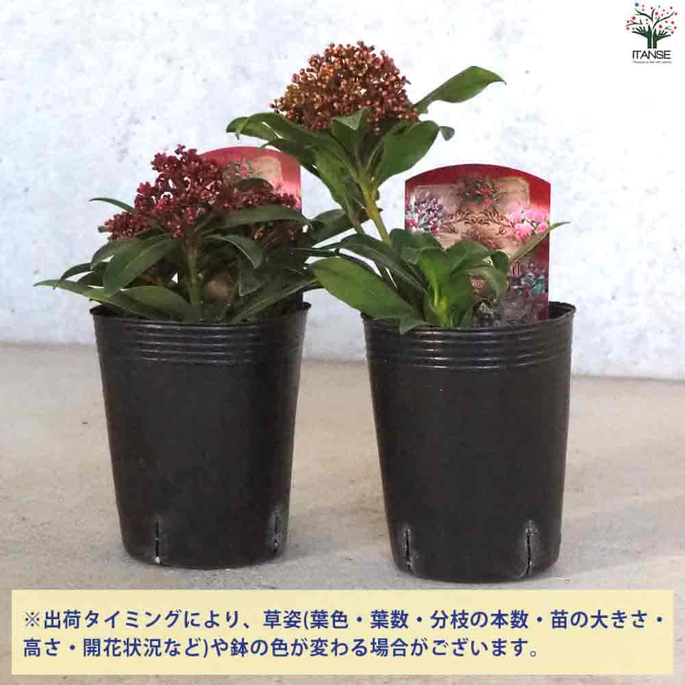 ITANSE スキミア セレクション 庭木 3号ポット/お買い得6個セットガーデニング 園芸品種 イタンセ公式 送料無料日本の暑さに強い!スキミア新品種 色MIX