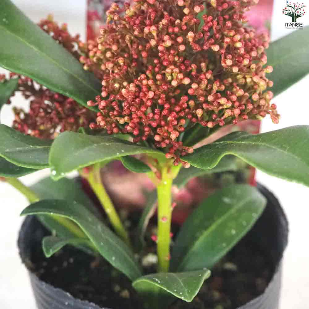 ITANSE スキミア セレクション 庭木 3号ポット/お買い得4個セットガーデニング 園芸品種 イタンセ公式 ITANSE スキミア セレクション 庭木 3号ポット&frasl;お買い得3個セット