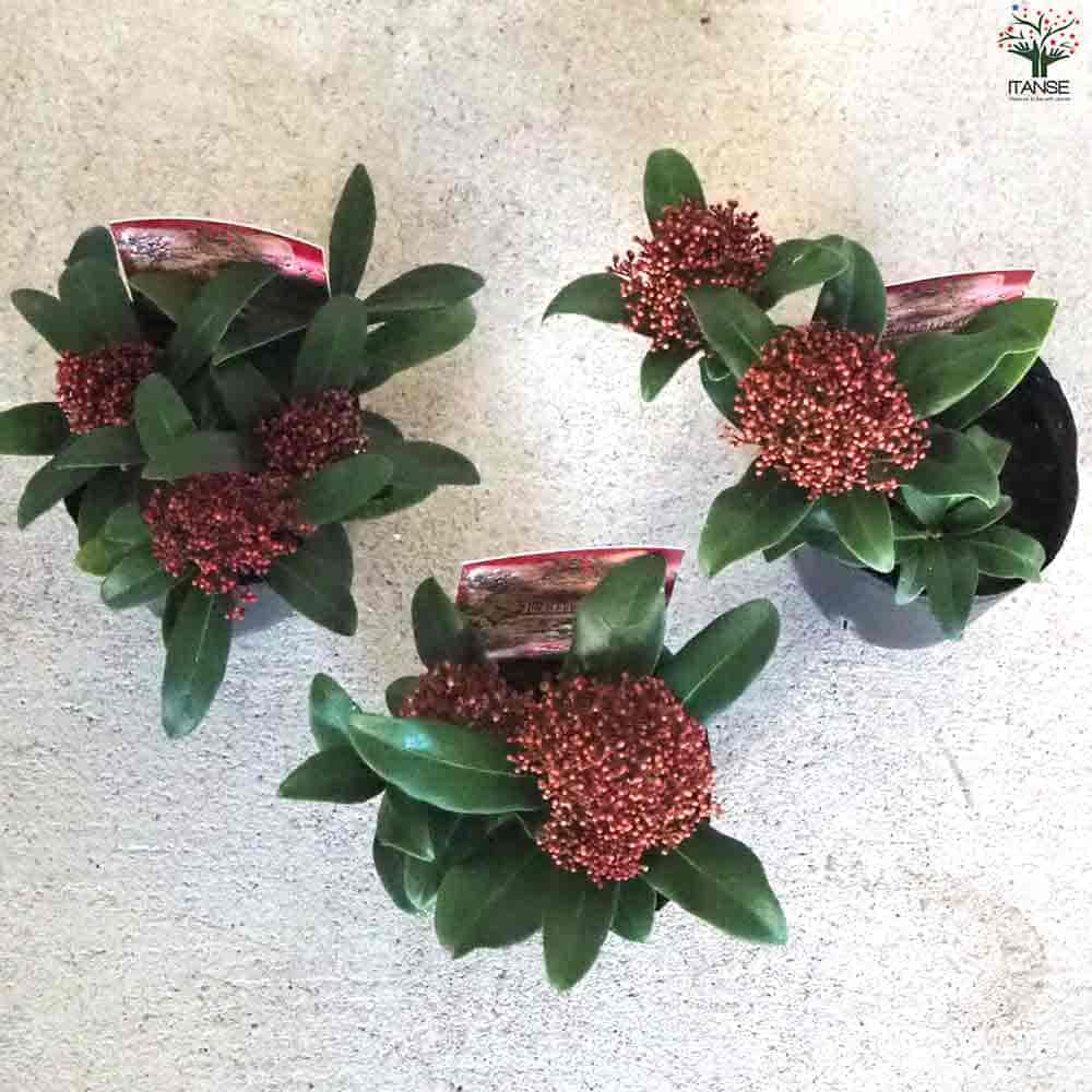 ITANSE スキミア セレクション 庭木 3号ポット/お買い得6個セットガーデニング 園芸品種 イタンセ公式 送料無料日本の暑さに強い!スキミア新品種 色MIX