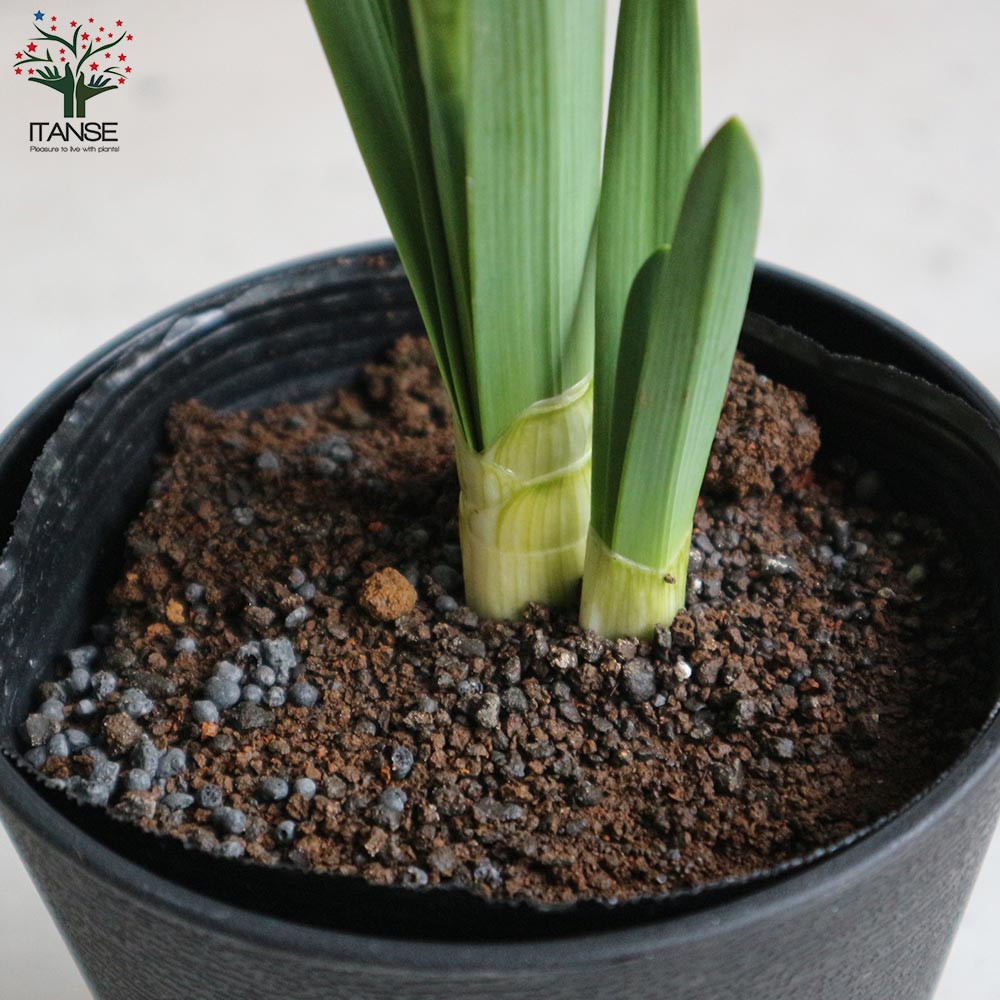 苗ページです！ MODRINAE | オンラインストア – modrinae