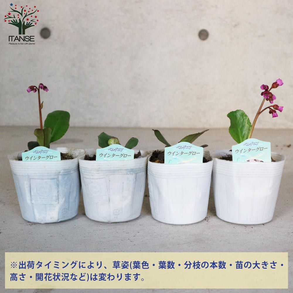 ベルゲニア・ウインターグロー (ヒマラヤユキノシタ)【花苗 3.5号