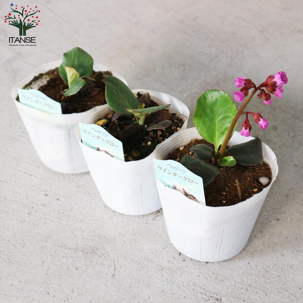 ヒマラヤユキノシタ　2苗　ネコポス ヒマラヤユキノシタ 2苗 ネコポス - メルカリ