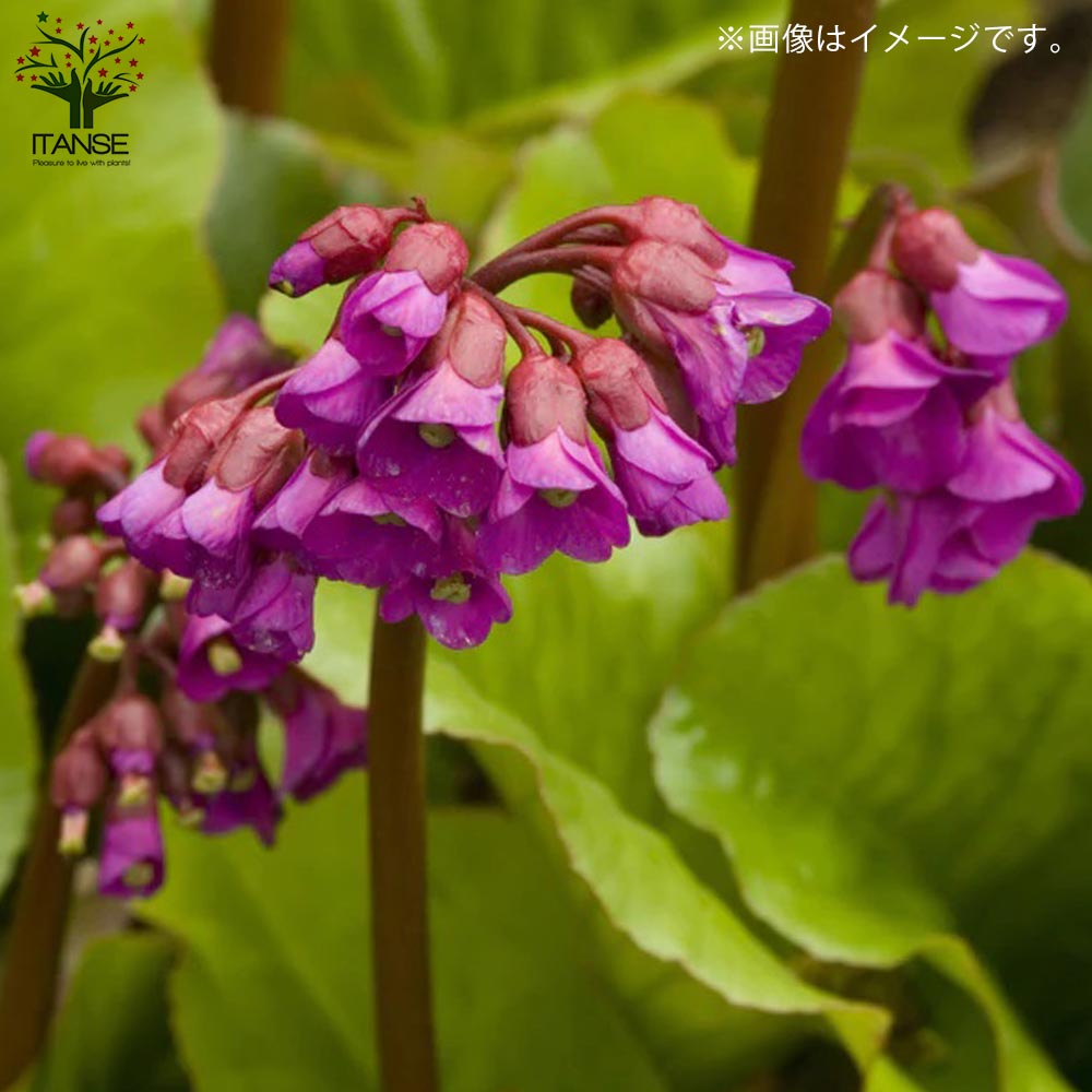 ゆきりん様　メナード エンベリエ ウォッシング 　ミニボトル 10個 150g ゆきりん様 メナード エンベリエ ウォッシング ミニボトル 10個 150g