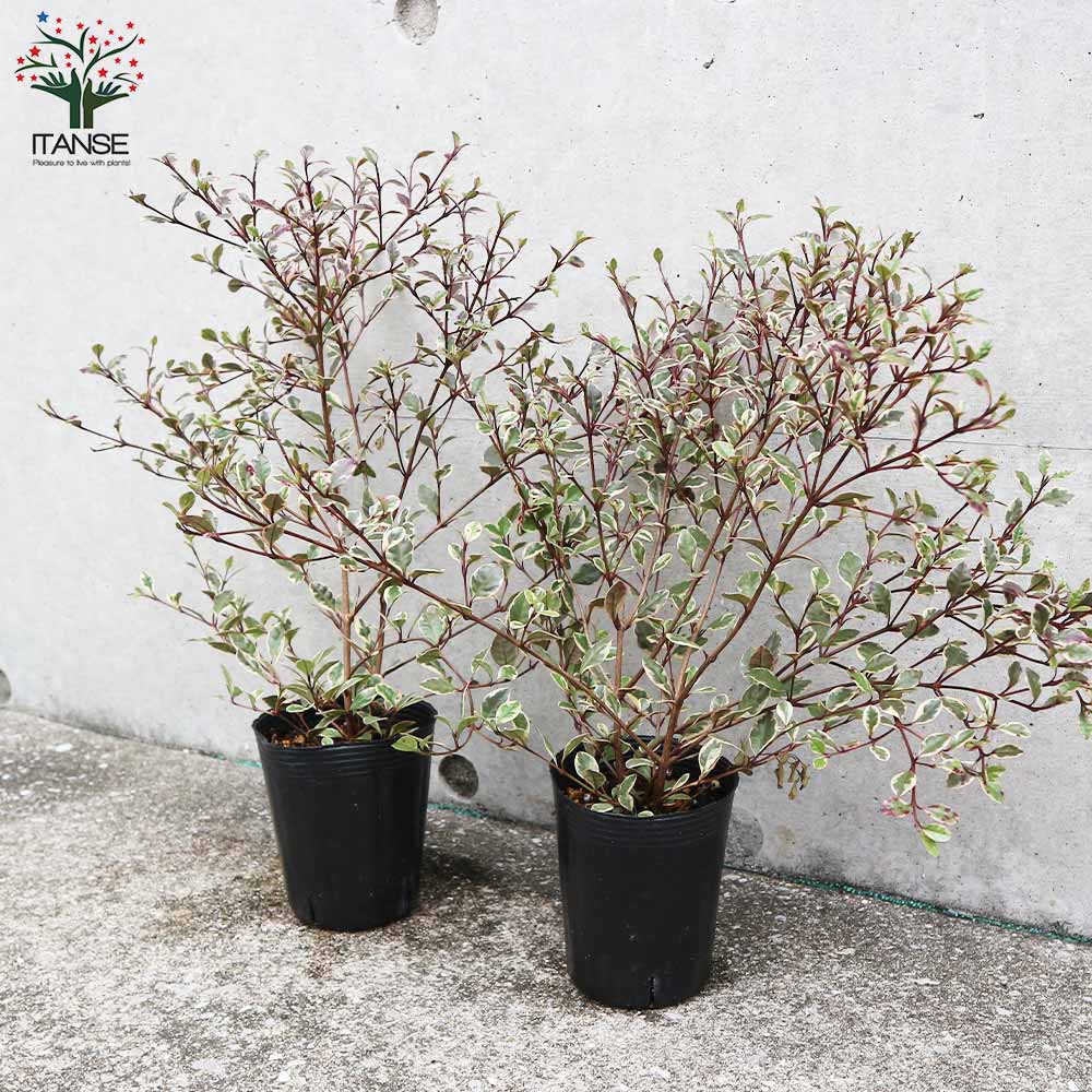 マジックリーフ 大苗木