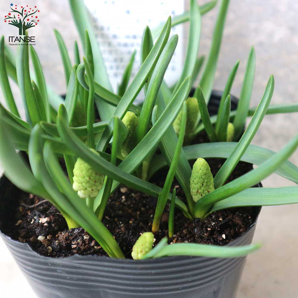 ムスカリ・ホワイトマジック 芽出し苗 【花苗 3.5号ポット】｜ 【植物