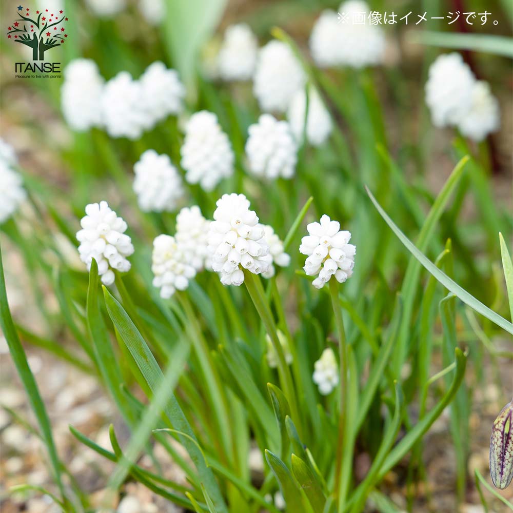 ムスカリ・ホワイトマジック 芽出し苗 【花苗 3.5号ポット】｜ 【植物