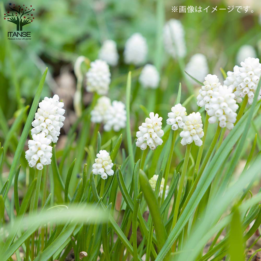 ムスカリ・ホワイトマジック 芽出し苗 【花苗 3.5号ポット】｜ 【植物