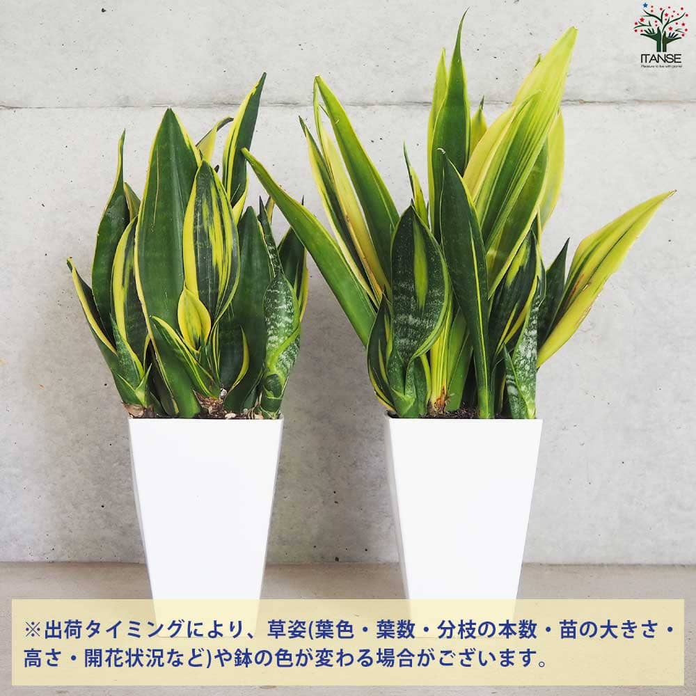 サンスベリア ゴールドフレーム【観葉植物 5号角鉢】｜ 【植物の