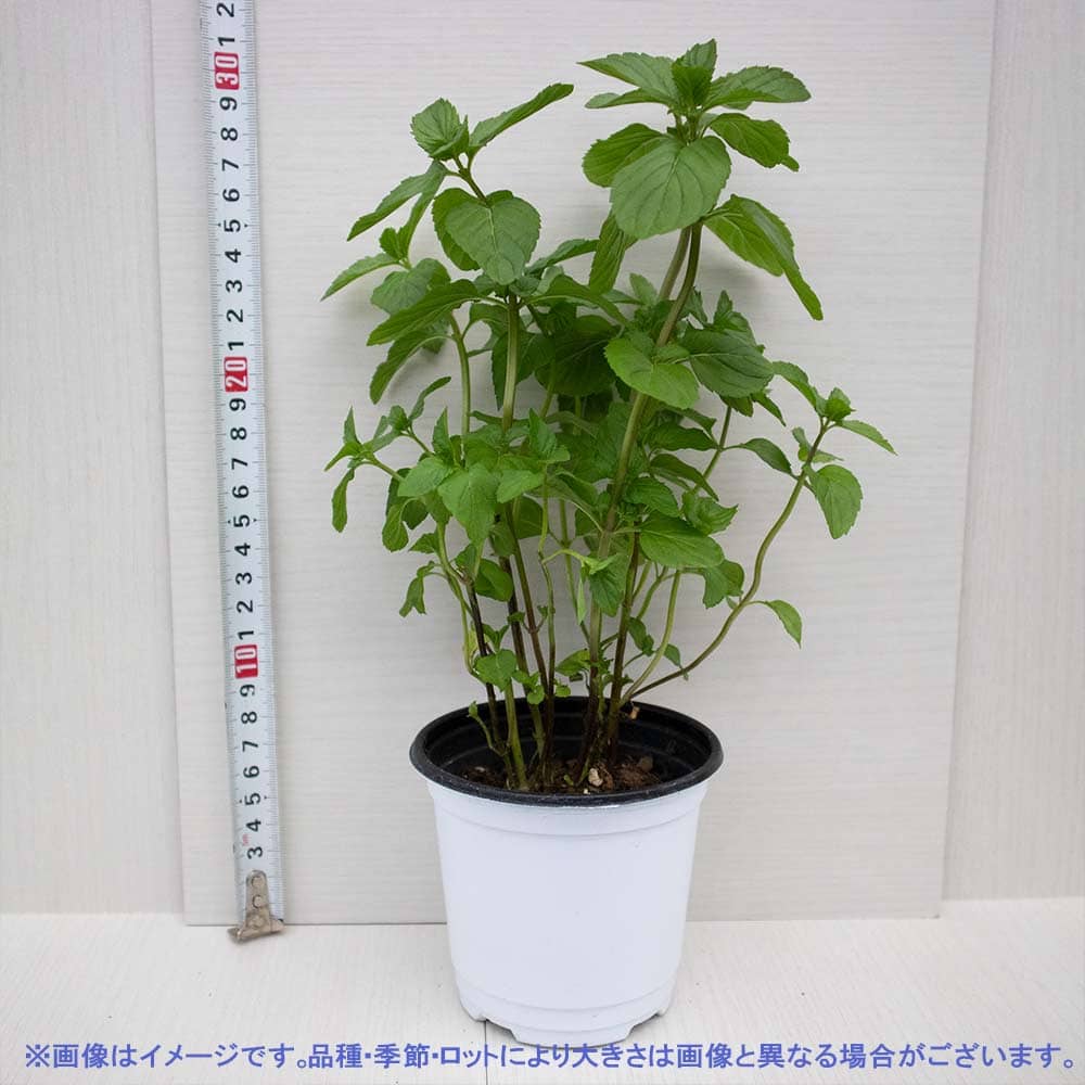 モヒートミント 10.5cm2個～【おうちで簡単！育てやすい10.5cmポットハーブ苗シリーズ！】