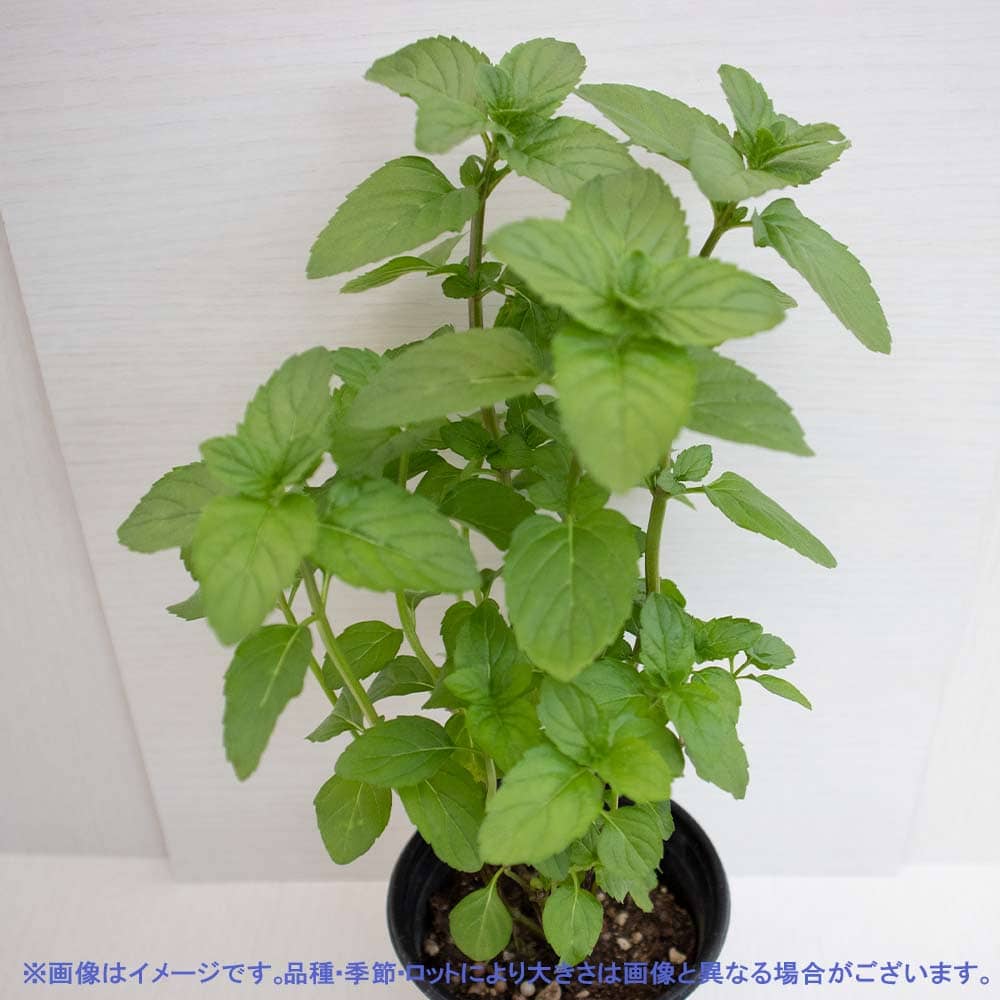 モヒートミント 10.5cm2個～【おうちで簡単！育てやすい10.5cmポットハーブ苗シリーズ！】
