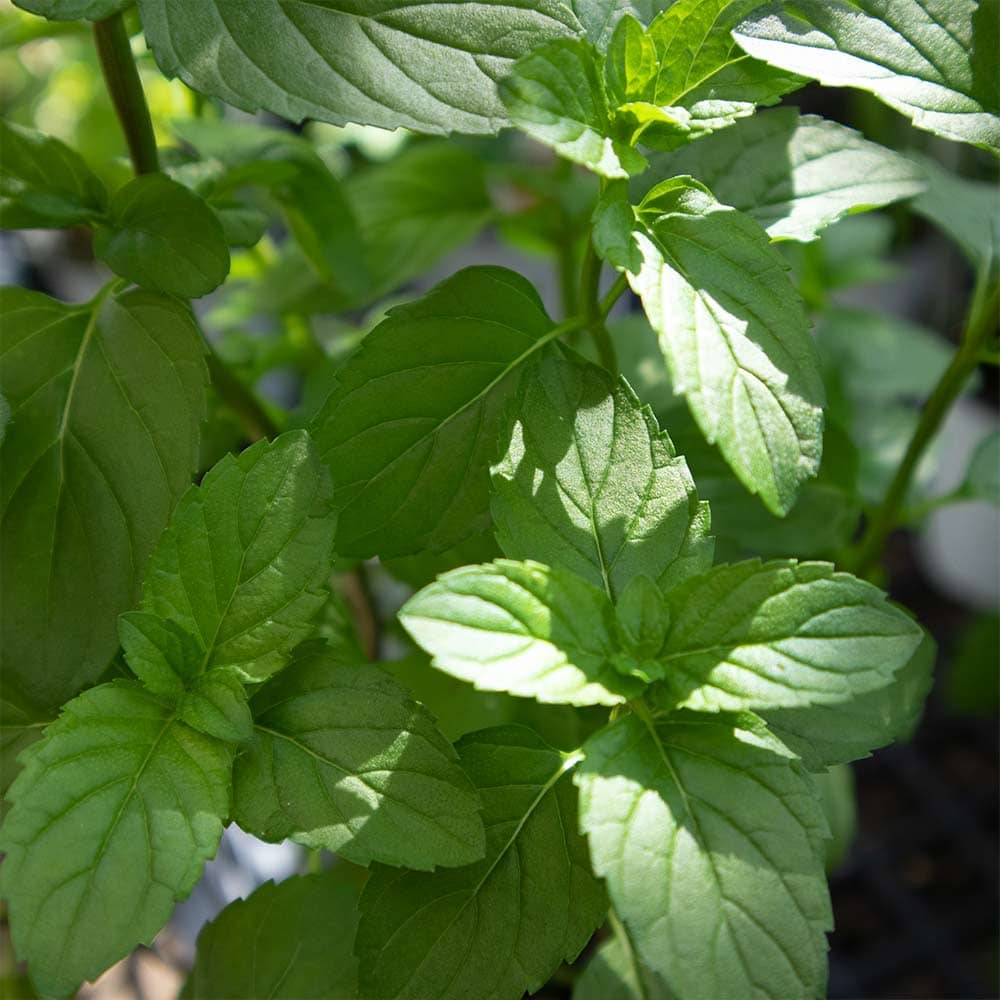 モヒートミント 10.5cm2個～【おうちで簡単！育てやすい10.5cmポットハーブ苗シリーズ！】