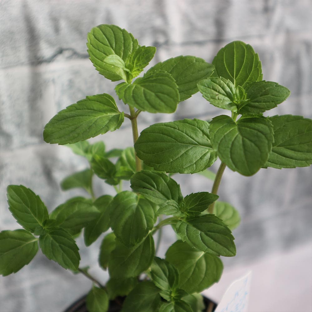 モヒートミント 10.5cm2個～【おうちで簡単！育てやすい10.5cmポットハーブ苗シリーズ！】