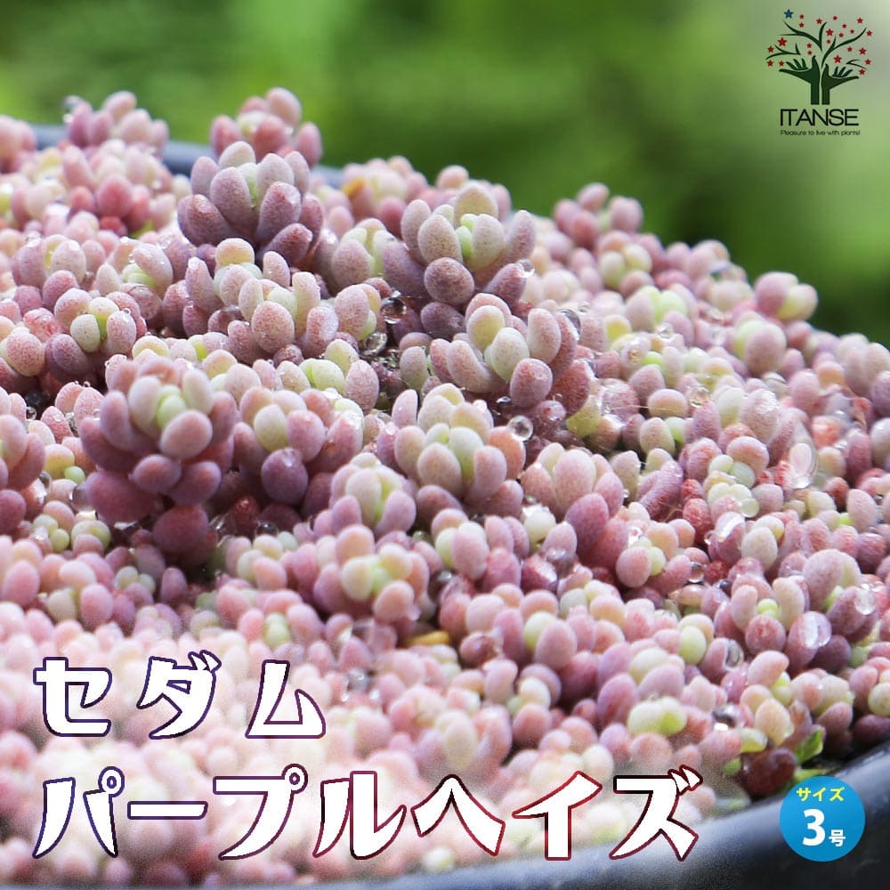 セダム パープルヘイズ【多肉植物 2.5～3号ポット】｜ 【植物の