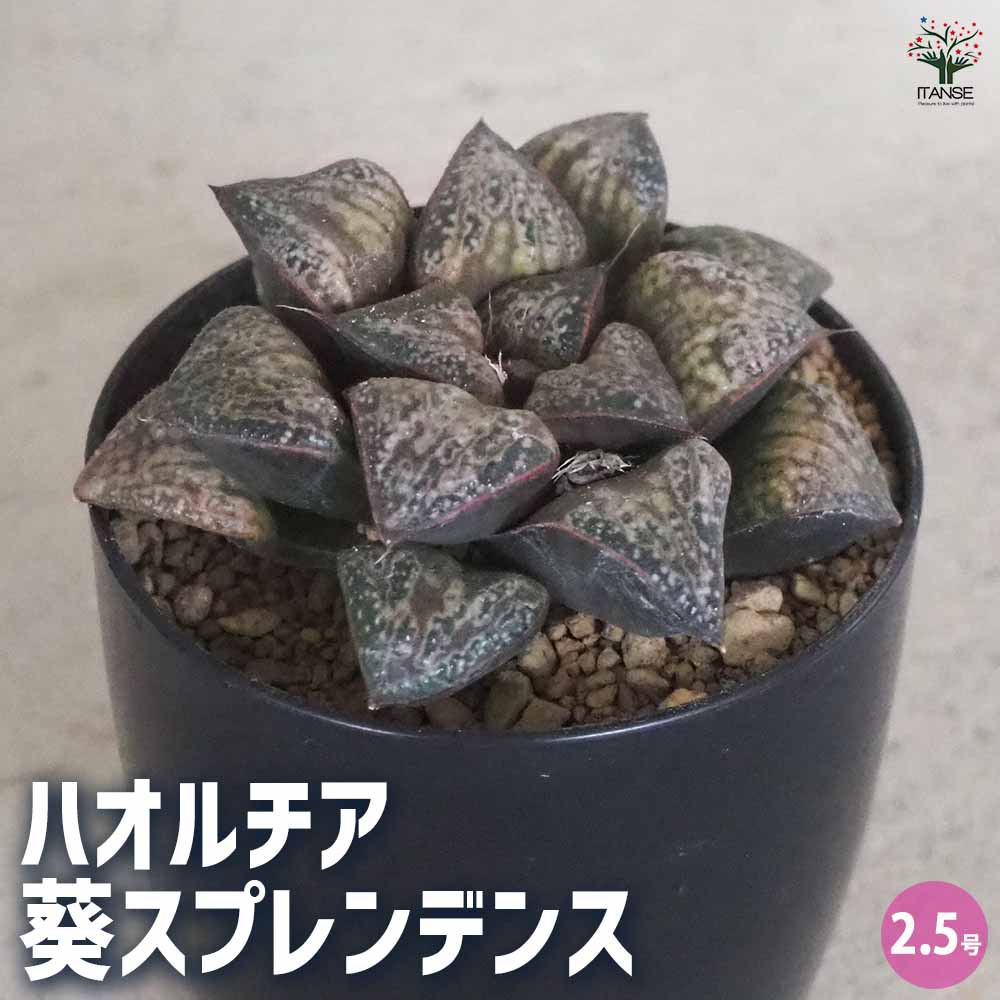 多肉植物　ハオルチア　スプレンデンス　ハイブリッド　 3本全部抜き苗 多肉植物 ハオルチア スプレンデンス ハイブリッド 3本全部抜き