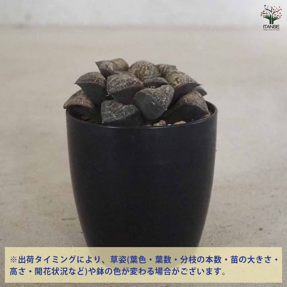 ■葵スプレンデンス×唐草コンプト 【多肉植物　ハオルチア　ハオルシア】 Yahoo!オークション -「多肉植物 ハオルチア スプレンデンス」の落札