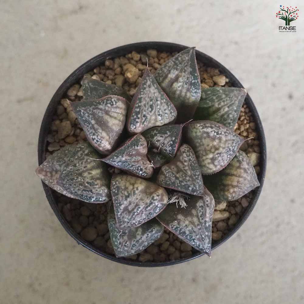 ハオルチア(青) 葵スプレンデンス 【多肉植物 2.5号ポット／1個