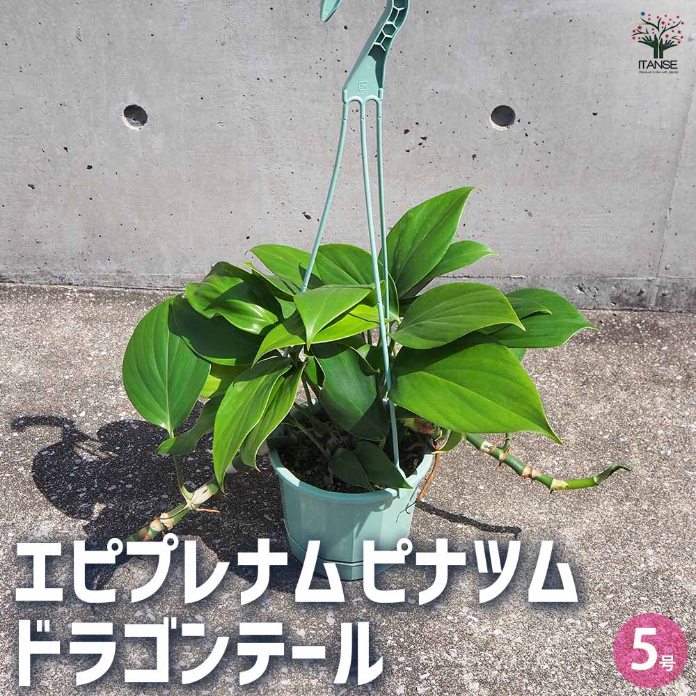 エピプレナム ピナツム ドラゴンテール 【観葉植物 5号吊り鉢／1個売り】