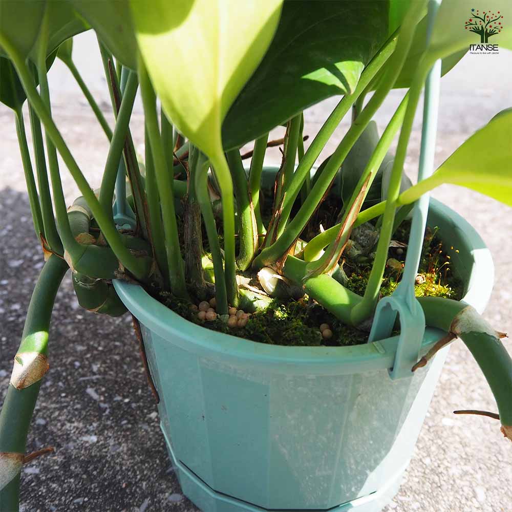 エピプレナム ピナツム ドラゴンテール 【観葉植物 5号吊り鉢／1個売り】