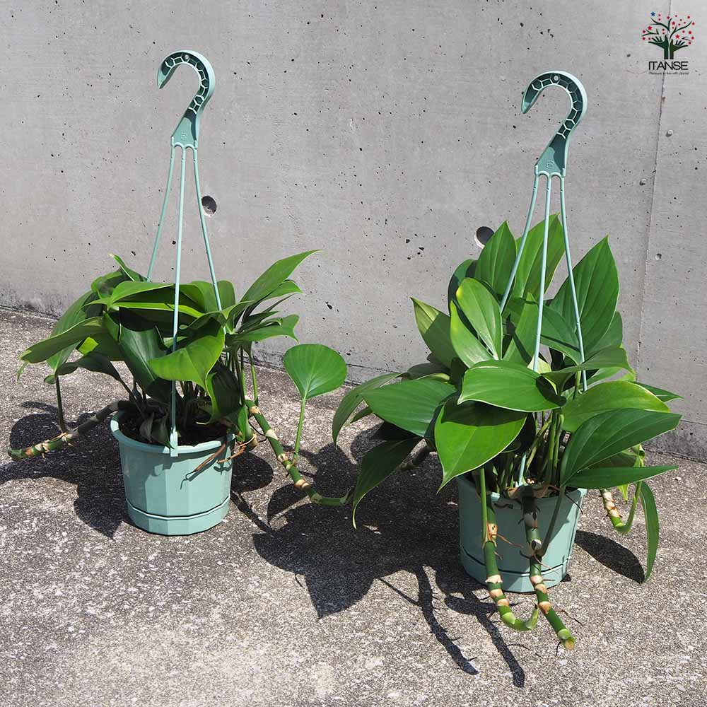 エピプレナム ピナツム ドラゴンテール 【観葉植物 5号吊り鉢／1個売り】