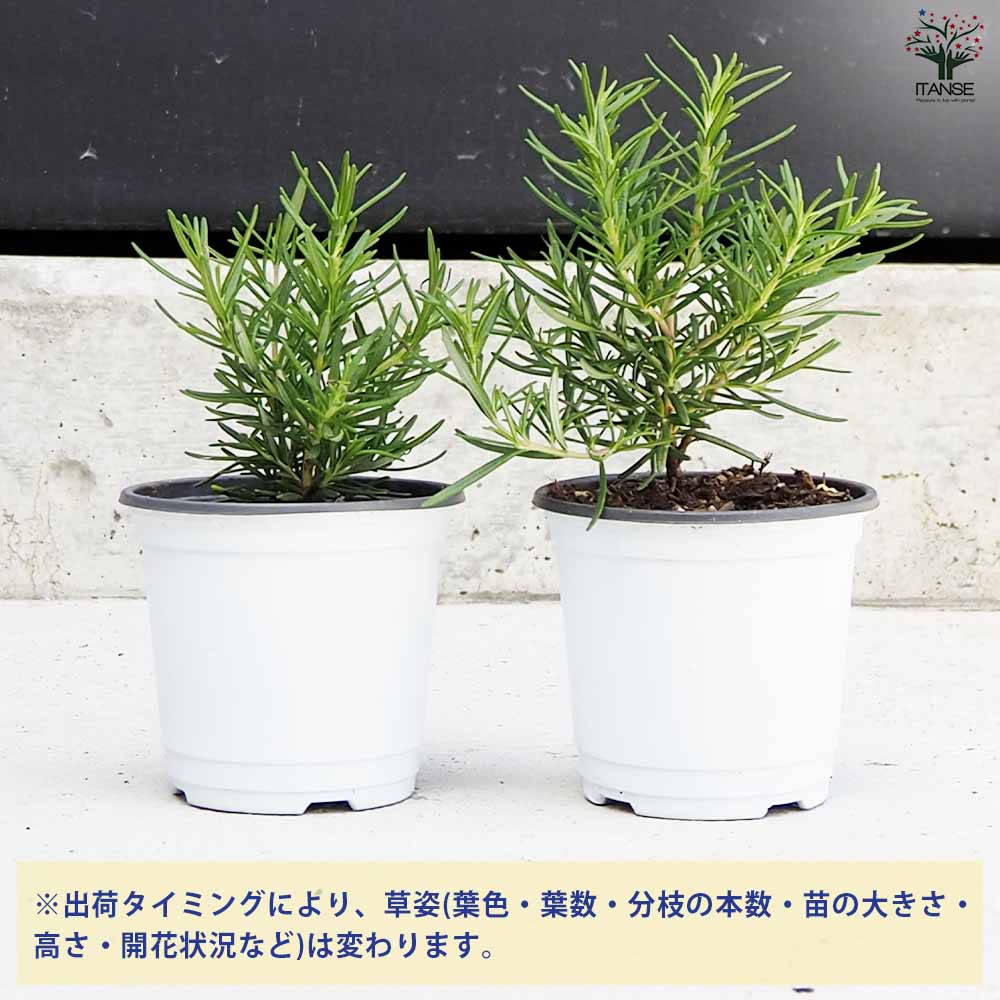 ローズマリー ユーロセレクト 2個～【ハーブの苗 10.5cm鉢】｜ 【植物