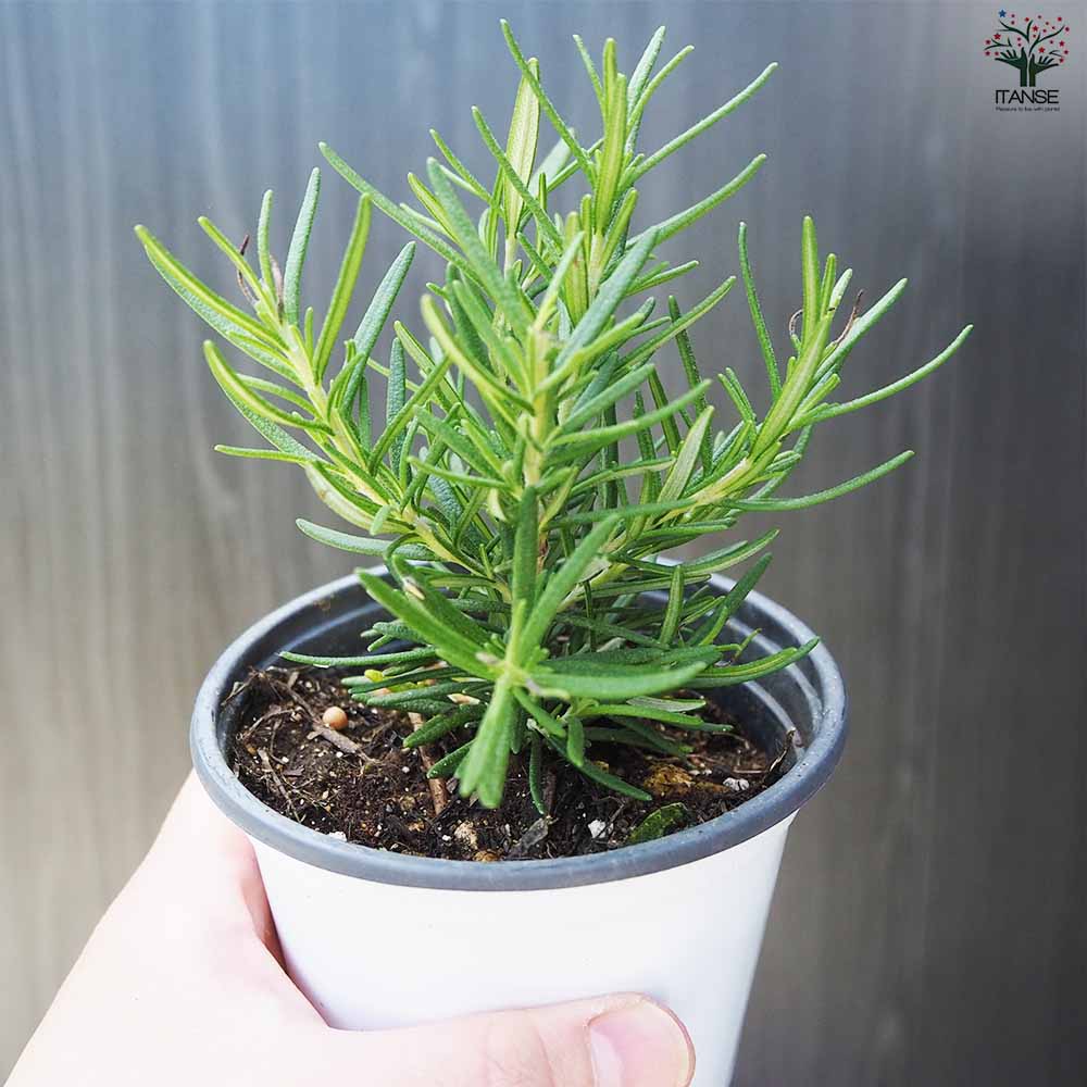 ローズマリー ユーロセレクト 2個～【ハーブの苗 10.5cm鉢】｜ 【植物