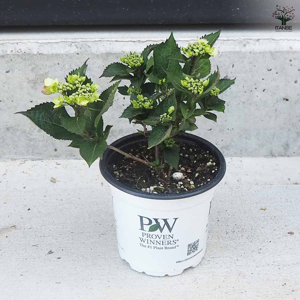 アジサイ サマーメドレー ダブルキャンディ 【花木苗 5号ポット／1個