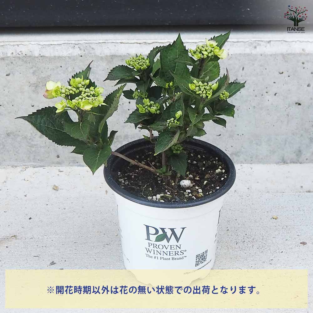 アジサイ サマーメドレー ダブルキャンディ 【花木苗 5号ポット／1個