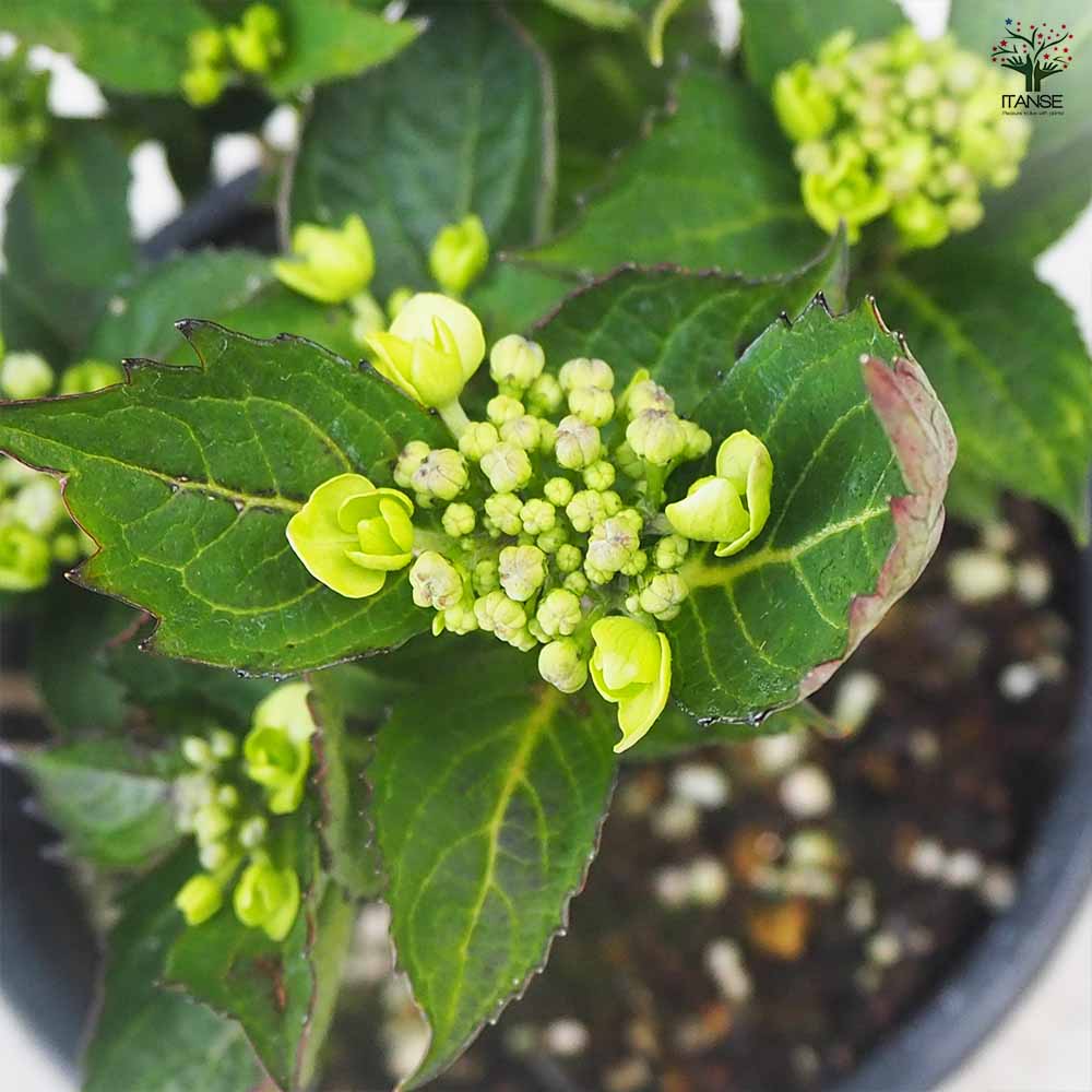 アジサイ サマーメドレー ダブルキャンディ 【花木苗 5号ポット／1個