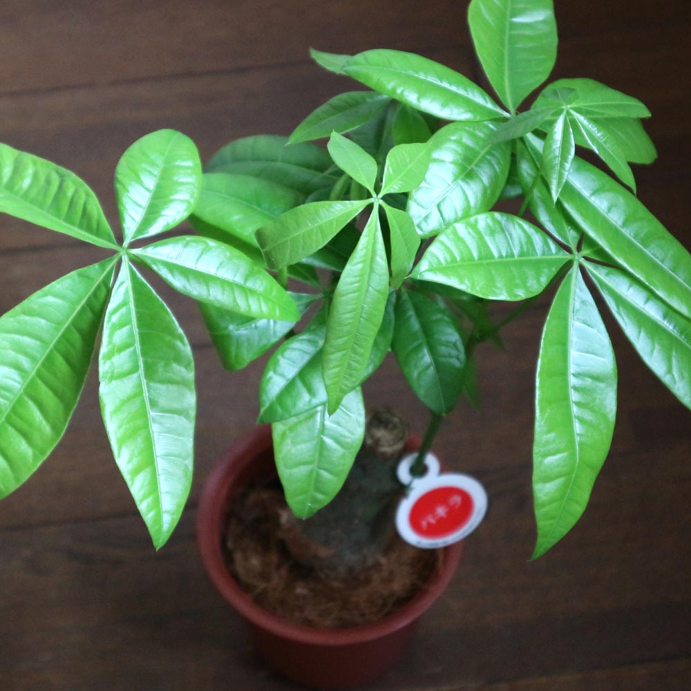 8004円 21超人気 プランツネット Plants Net 観葉植物 パキラ 実生 2本植え