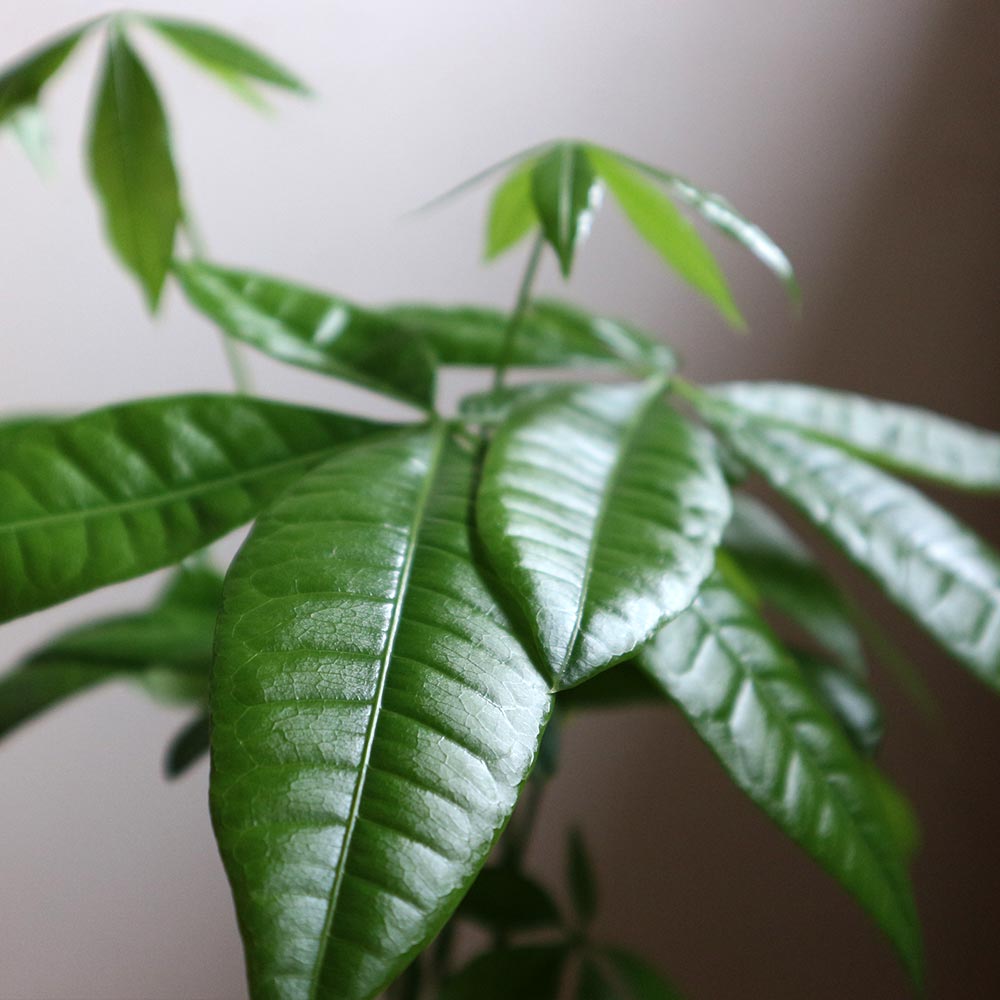 パキラ【小型 観葉植物 4号鉢／1個】｜ 【植物のITANSE
