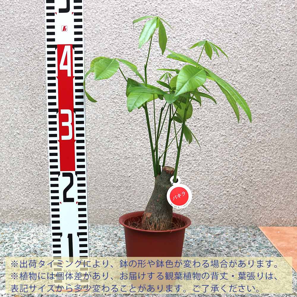 パキラ【小型 観葉植物 4号鉢／1個】｜ 【植物のITANSE】全品