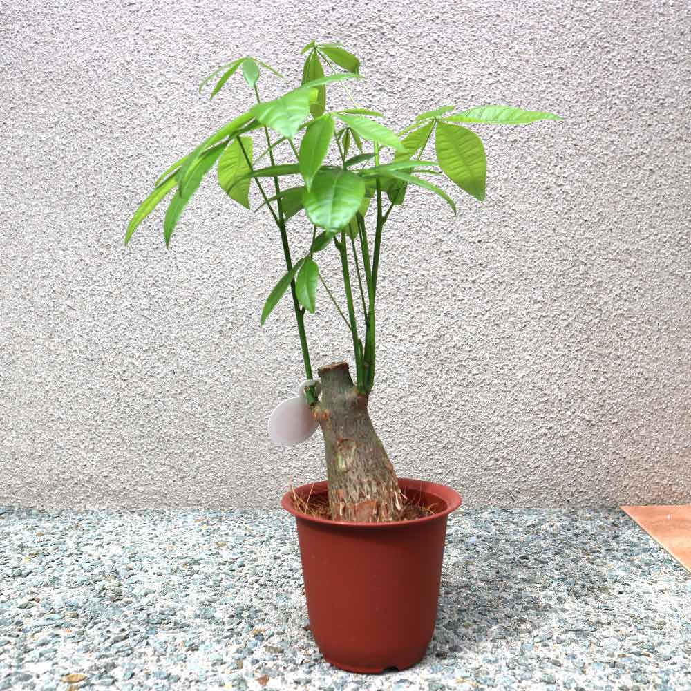 ITANSE良品セレクト通販 ITANSE良品セレクト通販