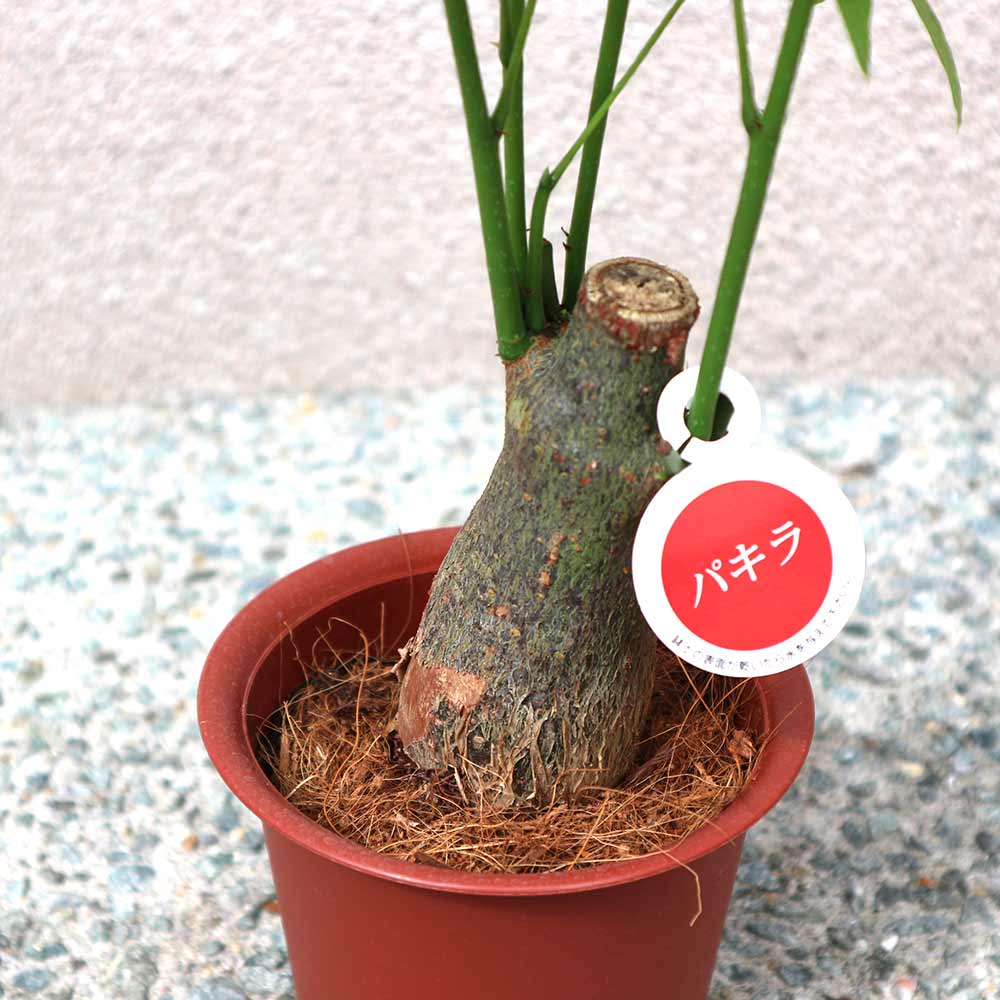 ITANSE良品セレクト通販