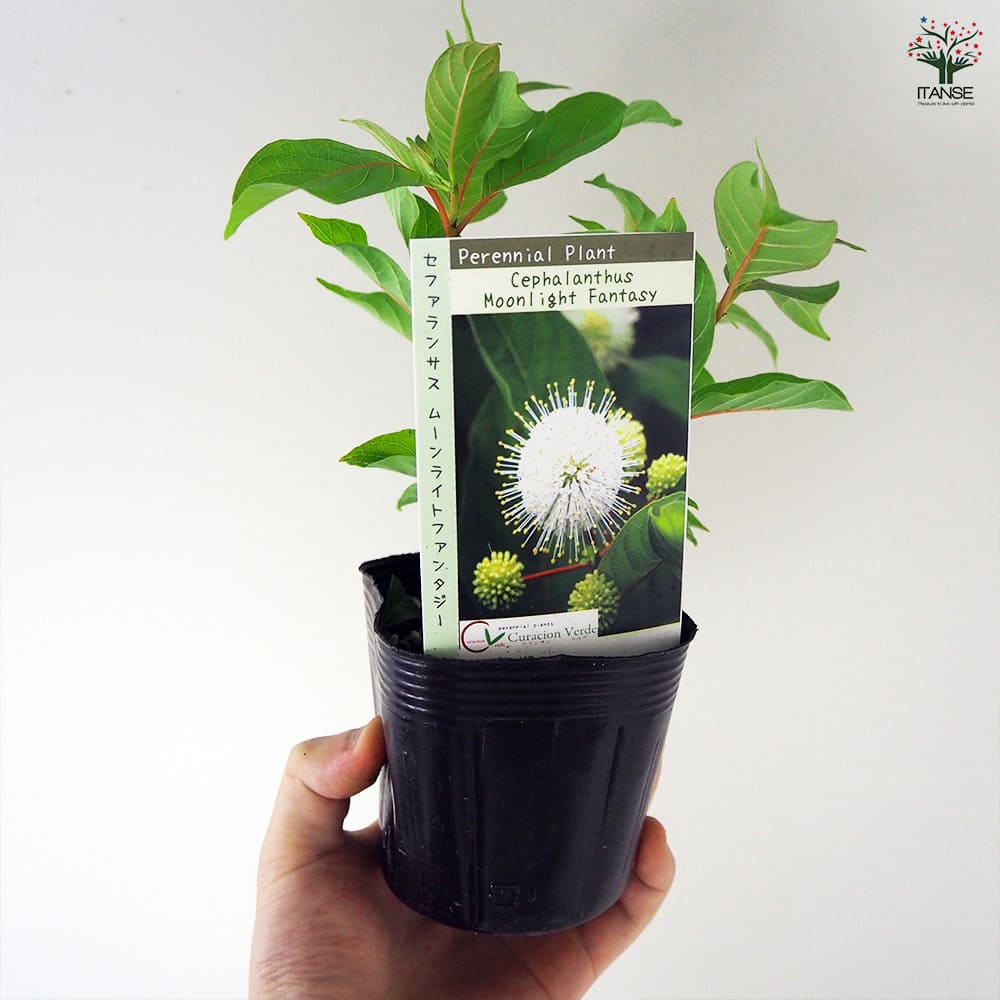 セファランサス ムーンライトF 【花木苗 3.5号ポット】｜ 【植物