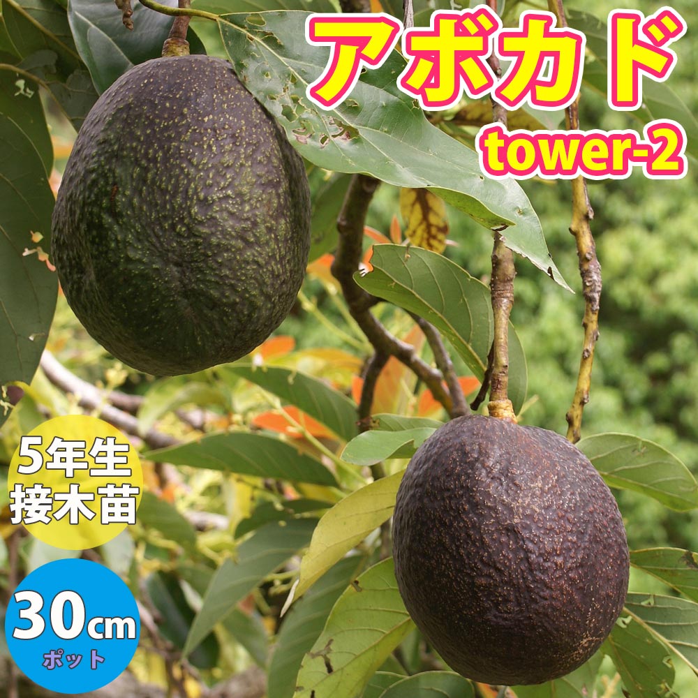 アボカドの苗木 品種：タワー2(開花タイプ:B)【果樹苗 5年生 接木苗 30cmポット／1本】