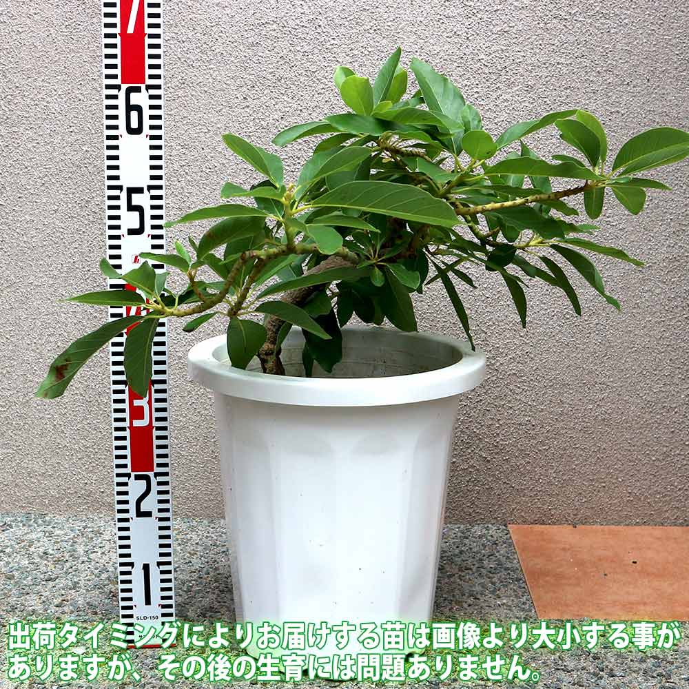 アボカドの苗木 品種：タワー2(開花タイプ:B)【果樹苗 5年生 接木苗