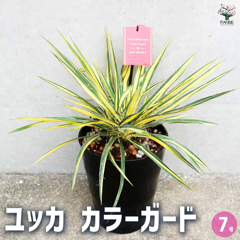 ユッカ カラーガード 【観葉植物 7号／1個売り】