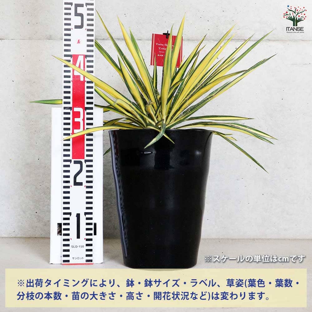 ユッカ カラーガード 【観葉植物 7号／1個売り】