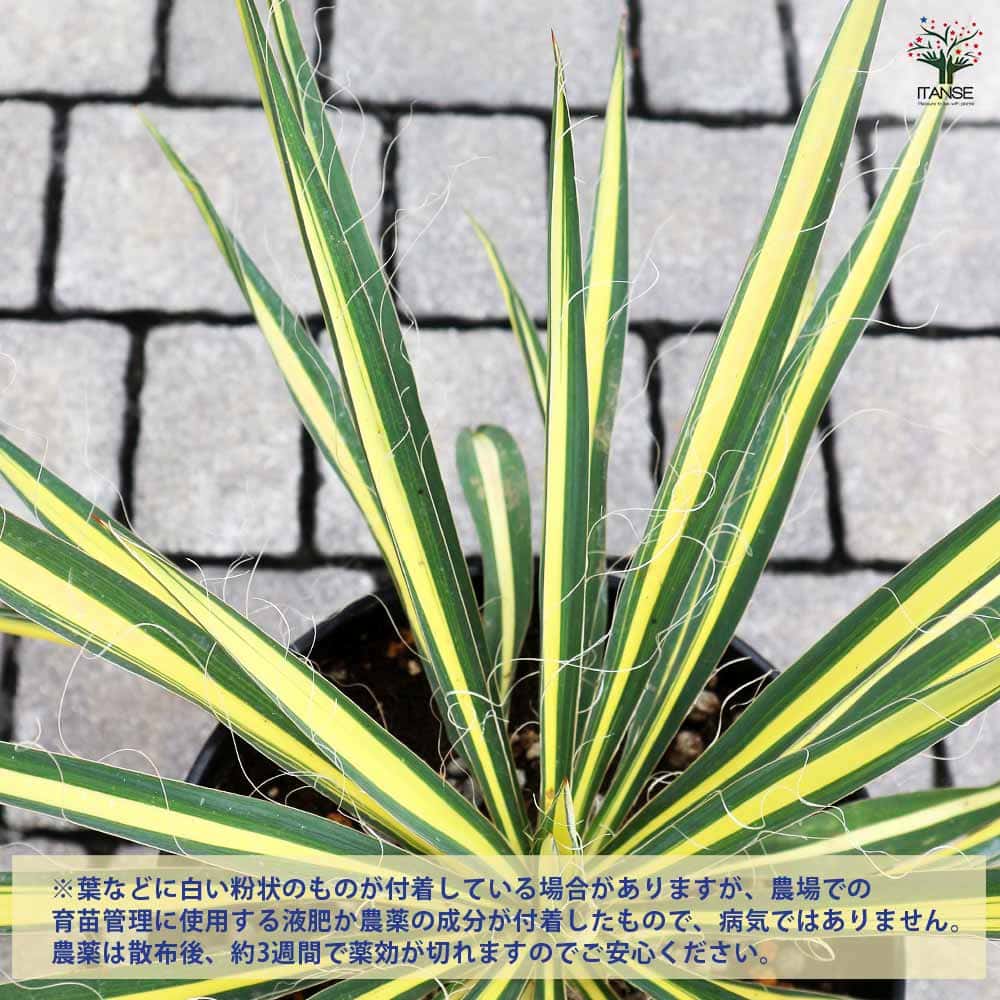 ユッカ カラーガード 【観葉植物 7号／1個売り】