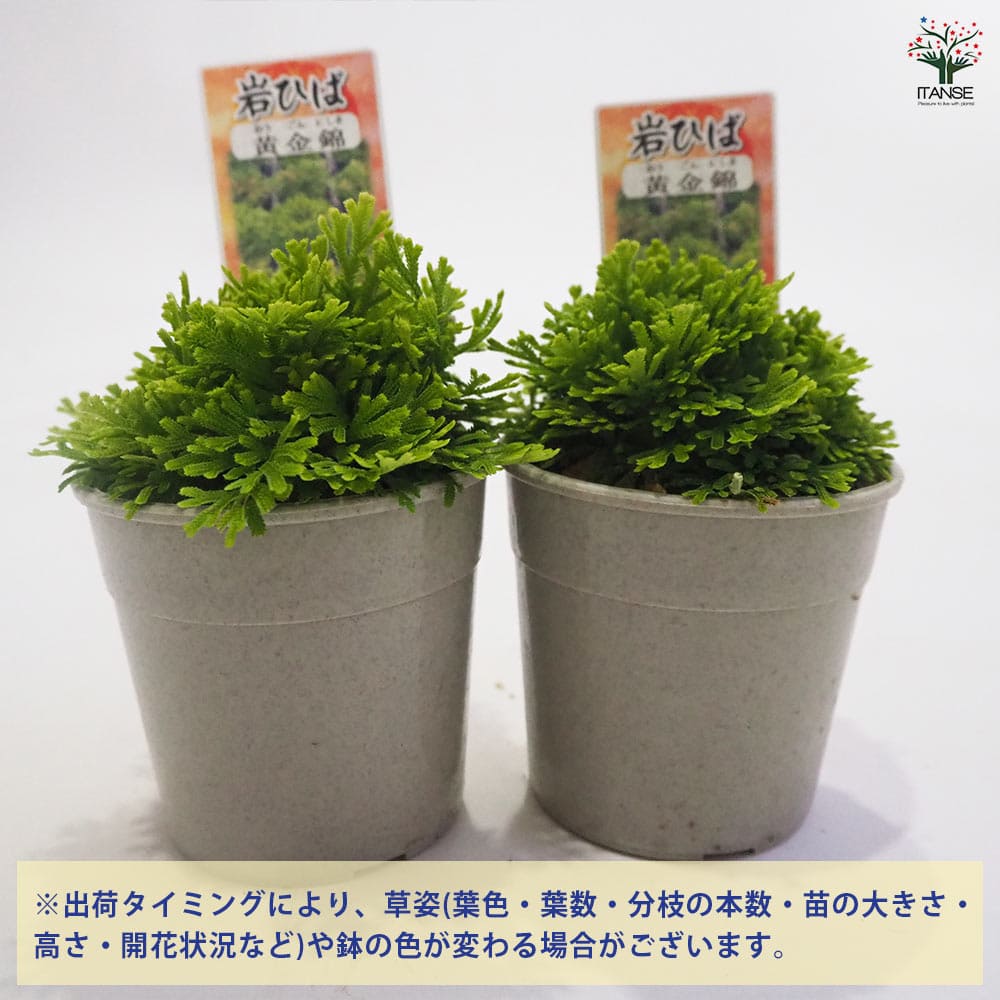 観葉植物 イワヒバ 黄金錦 【観葉植物 2.5号／1個売り】｜ 【植物の