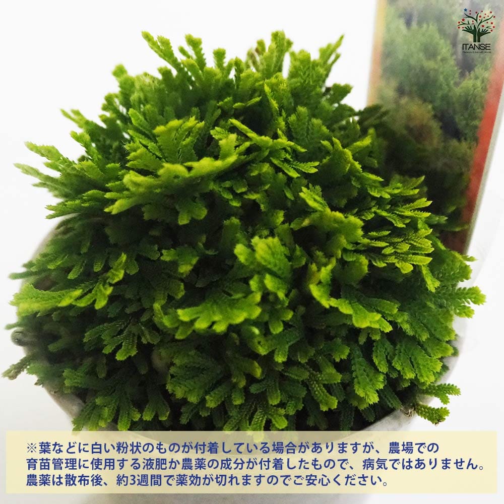 観葉植物 イワヒバ 黄金錦 【観葉植物 2.5号/1個売り】| 【植物の 観葉植物 イワヒバ 黄金錦 【観葉植物 2.5号/1個売り】| 【植物の